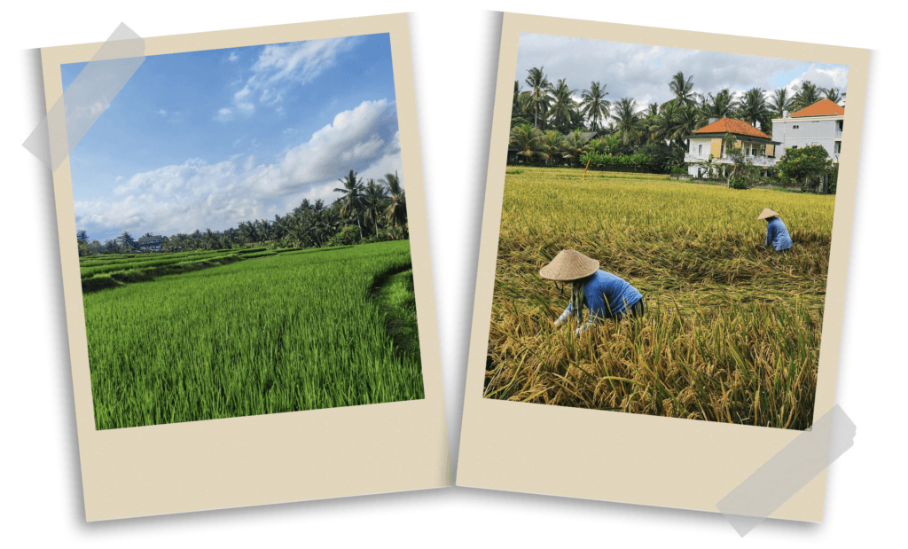 The rice fields of Ubud, Bali, where lush green landscapes meet the traditional rice harvest by local farmers