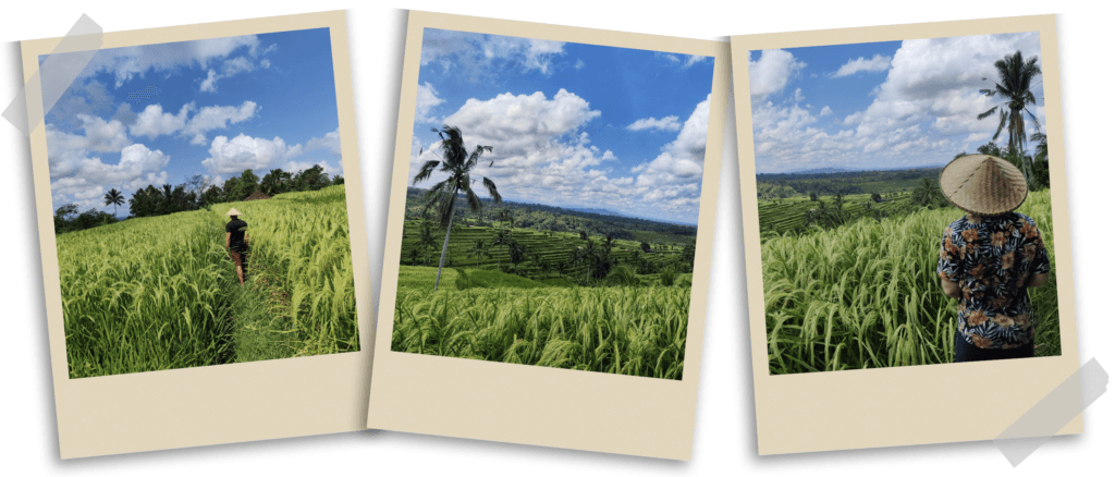 The breathtaking landscape of Jatiluwih’s rice terraces in Bali, with lush green hills and a spectacular natural setting