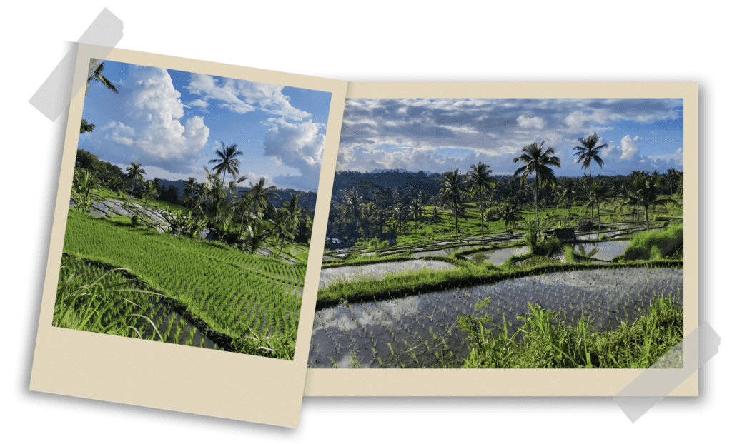 Terraced rice fields near Ubud, Bali, far from tourist areas, surrounded by lush vegetation and small local villages